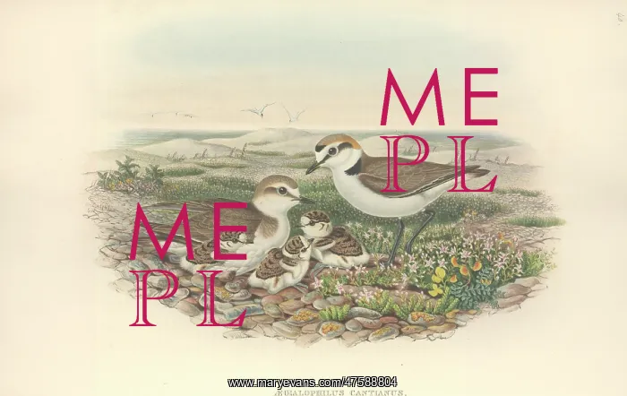 : Charadrius alexandrinus, Kentish plover : Charadrius alexandrinus, Kentish plover