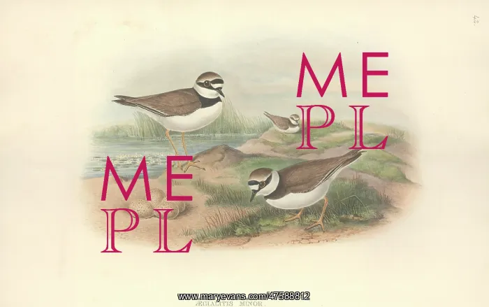 : Charadrius dubius, little ringed plover : Charadrius dubius, little ringed plover