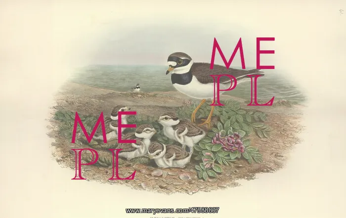 : Charadrius hiaticula, common ringed plover : Charadrius hiaticula, common ringed plover
