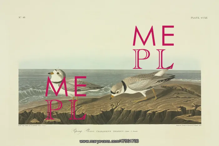 : Charadrius melodus, piping plover : Charadrius melodus, piping plover