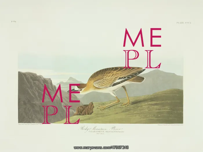 : Charadrius montanus, mountain plover : Charadrius montanus, mountain plover