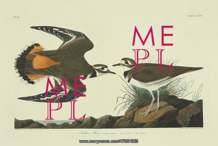 : Charadrius vociferus, killdeer : Charadrius vociferus, killdeer