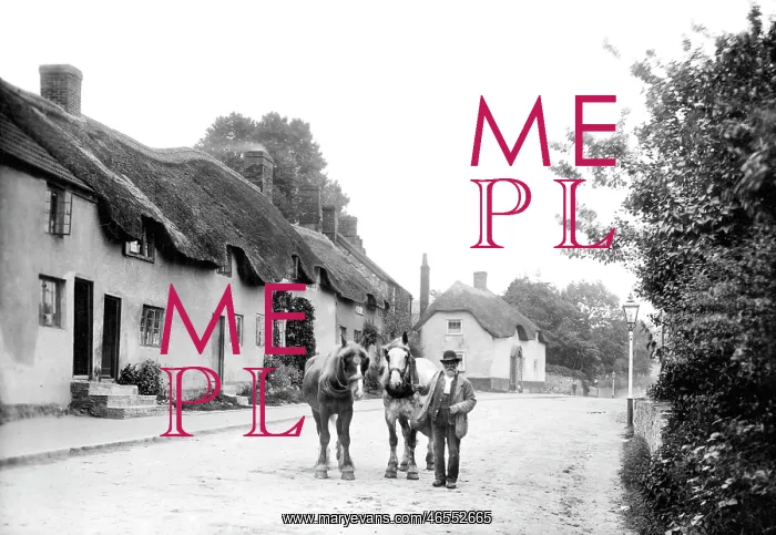  : Chard, Cottages 1907