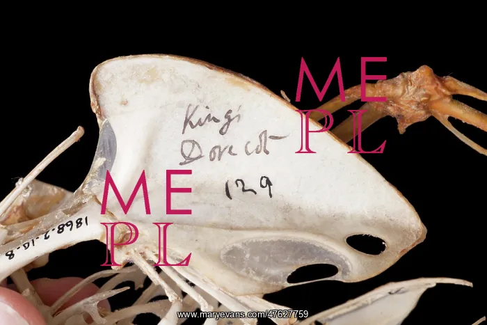 : Charles Darwin's pigeons : Charles Darwin's pigeons