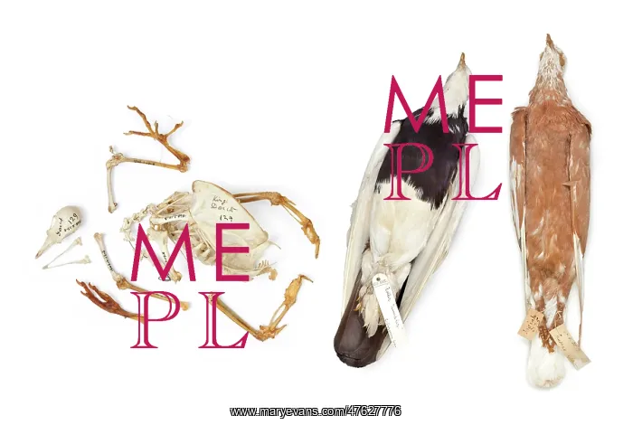 : Charles Darwin's pigeons : Charles Darwin's pigeons