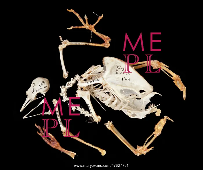 : Charles Darwin's pigeons : Charles Darwin's pigeons