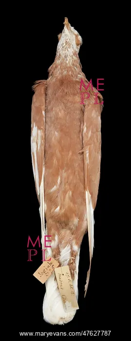  : Charles Darwin's pigeons