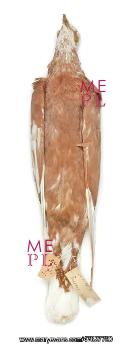 : Charles Darwin's pigeons : Charles Darwin's pigeons