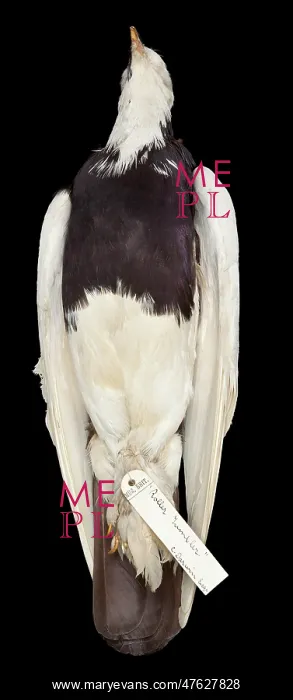 : Charles Darwin's pigeons : Charles Darwin's pigeons