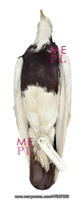 : Charles Darwin's pigeons : Charles Darwin's pigeons