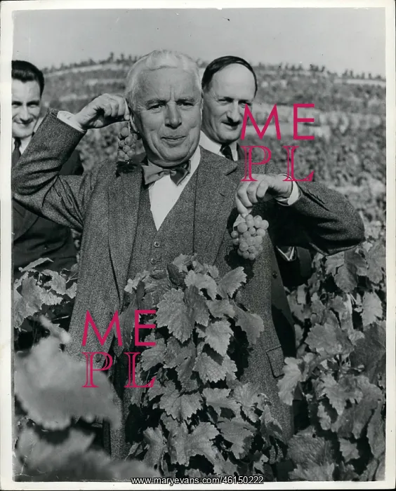 : Charlie Chaplin gathering grapes, Lausanne, Switzerland : Charlie Chaplin gathering grapes, Lausanne, Switzerland