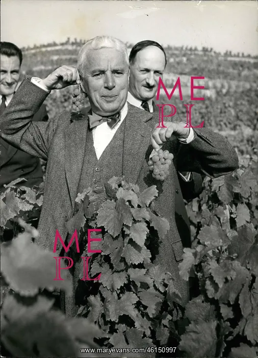 : Charlie Chaplin gathering grapes, Lausanne, Switzerland : Charlie Chaplin gathering grapes, Lausanne, Switzerland