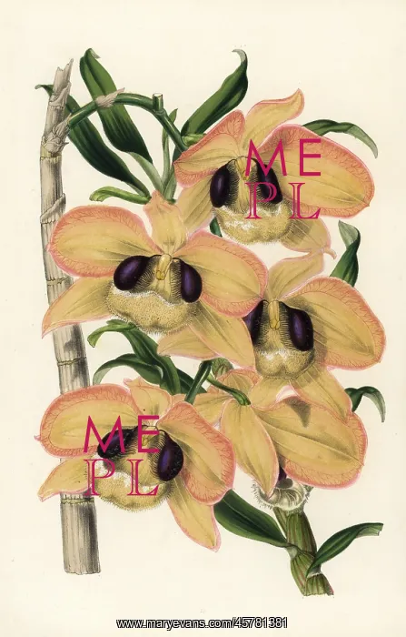 : Charming dendrobium orchid, Dendrobium pulchellum : Charming dendrobium orchid, Dendrobium pulchellum