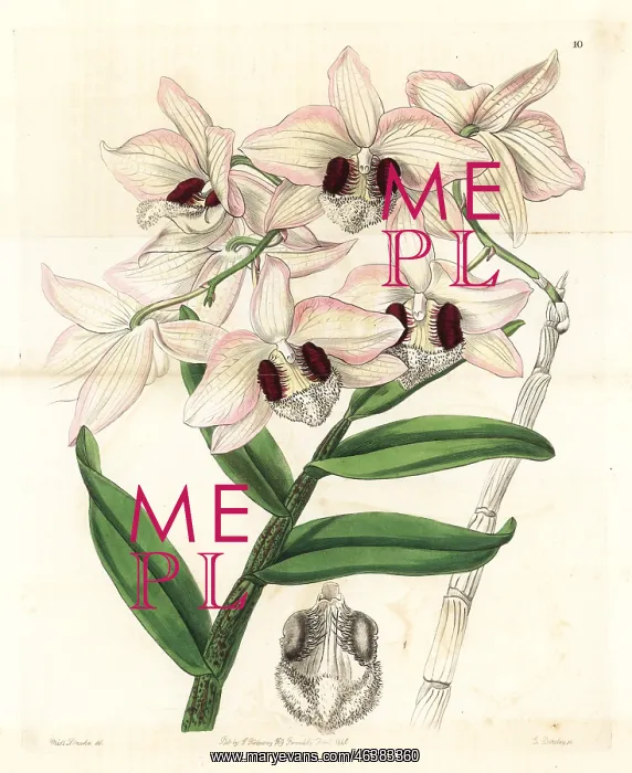 : Charming dendrobium orchid, Dendrobium pulchellum : Charming dendrobium orchid, Dendrobium pulchellum