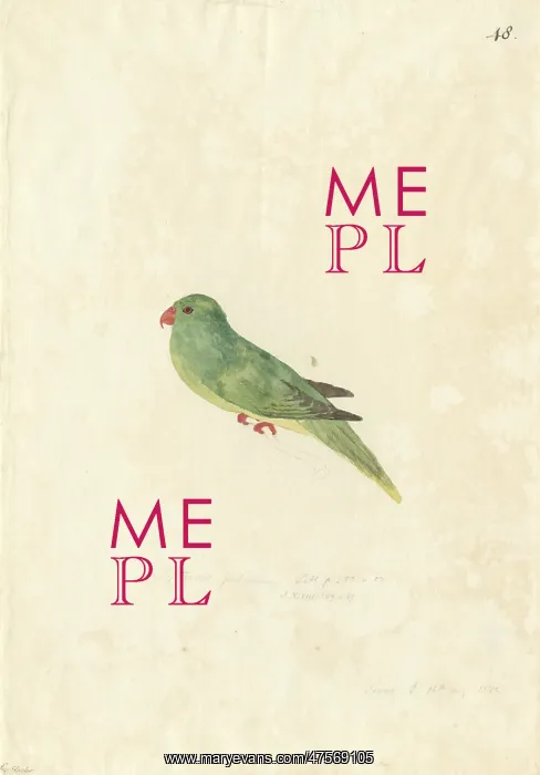 : Charmosyna palmarum, palm lorikeet : Charmosyna palmarum, palm lorikeet