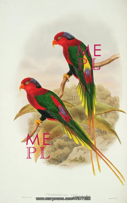 : Charmosyna papou, Papuan lorikeet : Charmosyna papou, Papuan lorikeet