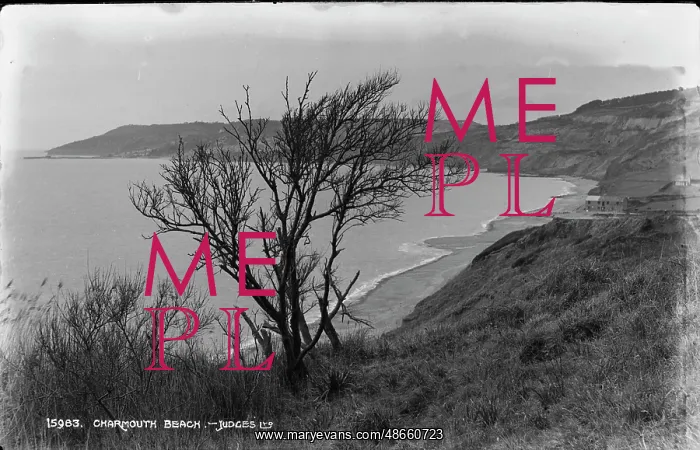 : Charmouth Beach View : Charmouth Beach View