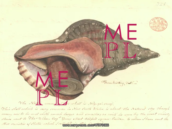 : Charonia rubicunda, red australwelk : Charonia rubicunda, red australwelk