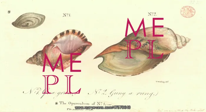 : Charonia rubicunda, red australwelk and a volute : Charonia rubicunda, red australwelk and a volute