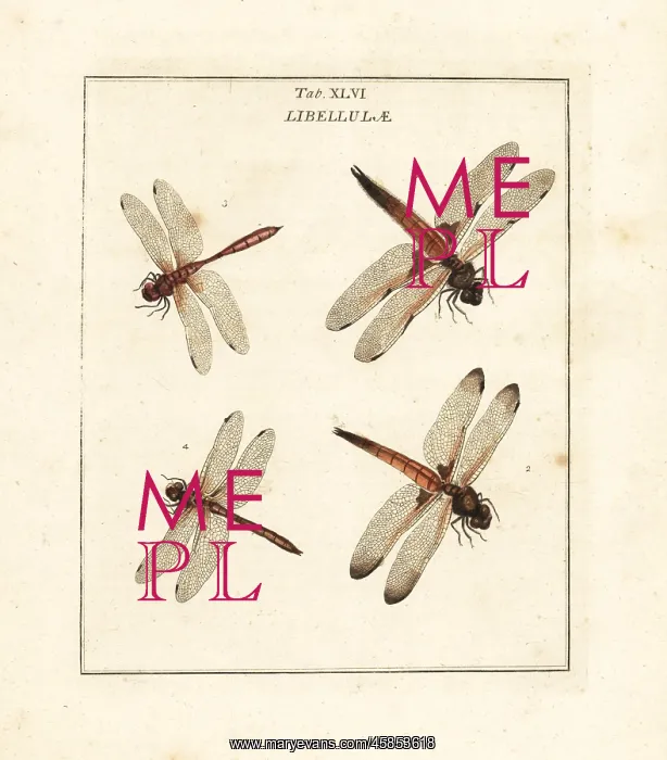 : Chaser and darter dragonflies : Chaser and darter dragonflies