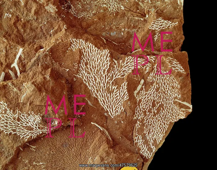 : Chasmatopora furcata eichwald, bryozoan : Chasmatopora furcata eichwald, bryozoan