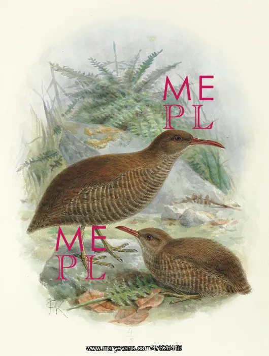 : Chatham Island Rail or Matirakahu : Chatham Island Rail or Matirakahu