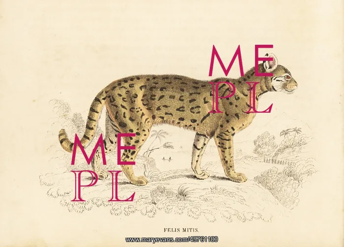 : Chati, Felis mitis : Chati, Felis mitis