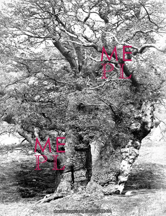  : Chatsworth House, Park, Oak Study c1864