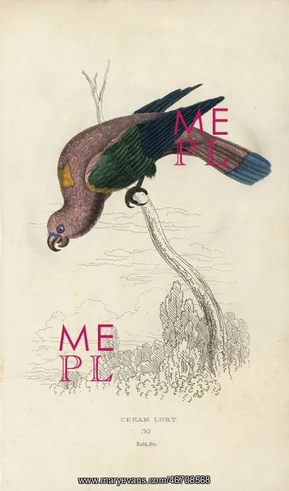 : Chattering lory, Lorius garrulus : Chattering lory, Lorius garrulus