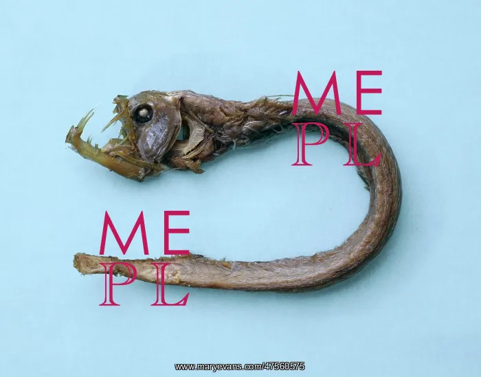 : Chauliodus sloani, viperfish : Chauliodus sloani, viperfish