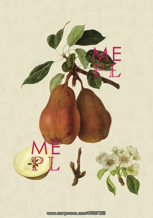  : Chaumontel Pears
