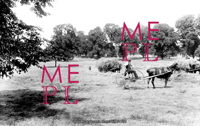  : Cheam, Haymaking in Nonsuch Park 1925