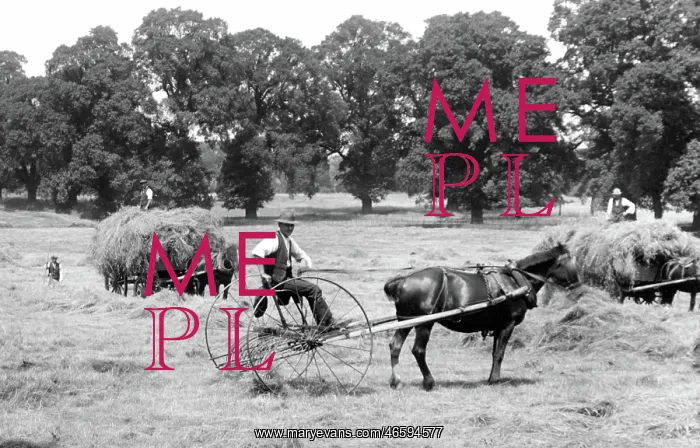 : Cheam, Haymaking in Nonsuch Park 1925 : Cheam, Haymaking in Nonsuch Park 1925