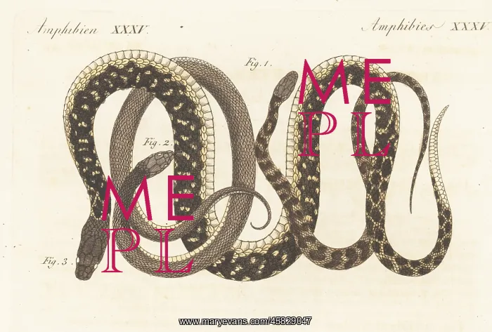 : Checkered keelback and other exotic snakes of India : Checkered keelback and other exotic snakes of India