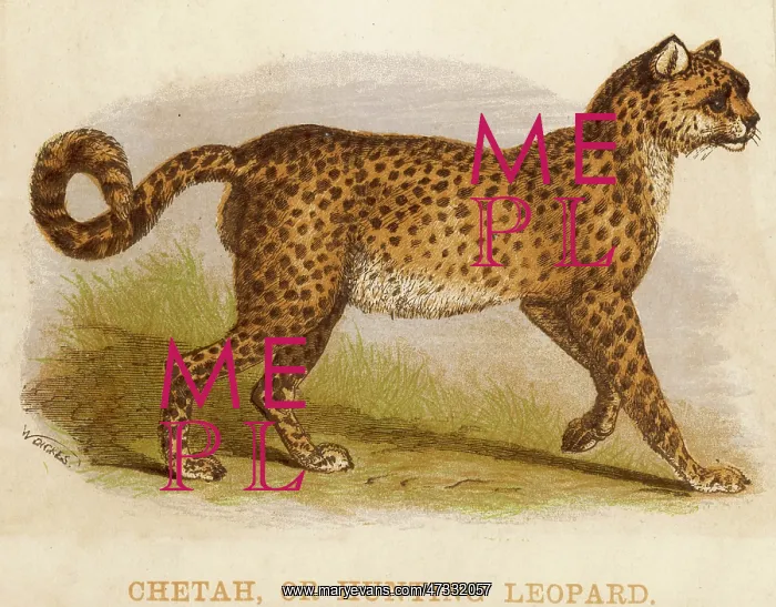  : Cheetah. (acinonyx jubatus)