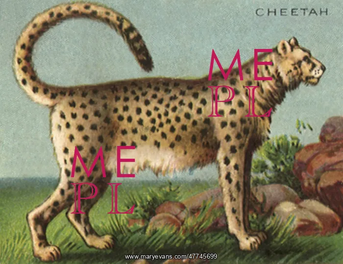  : Cheetah