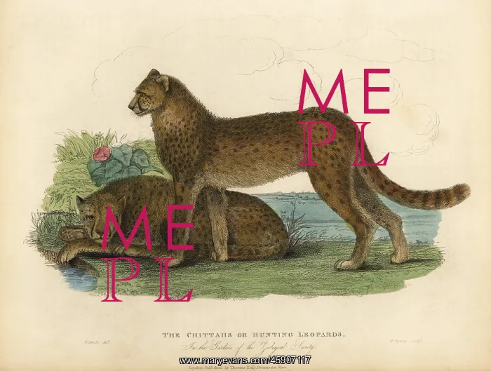 : Cheetah, Acinonyx jubatus : Cheetah, Acinonyx jubatus