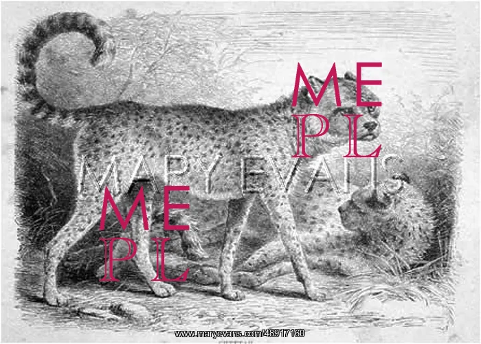  : CHEETAH ENGRAVING