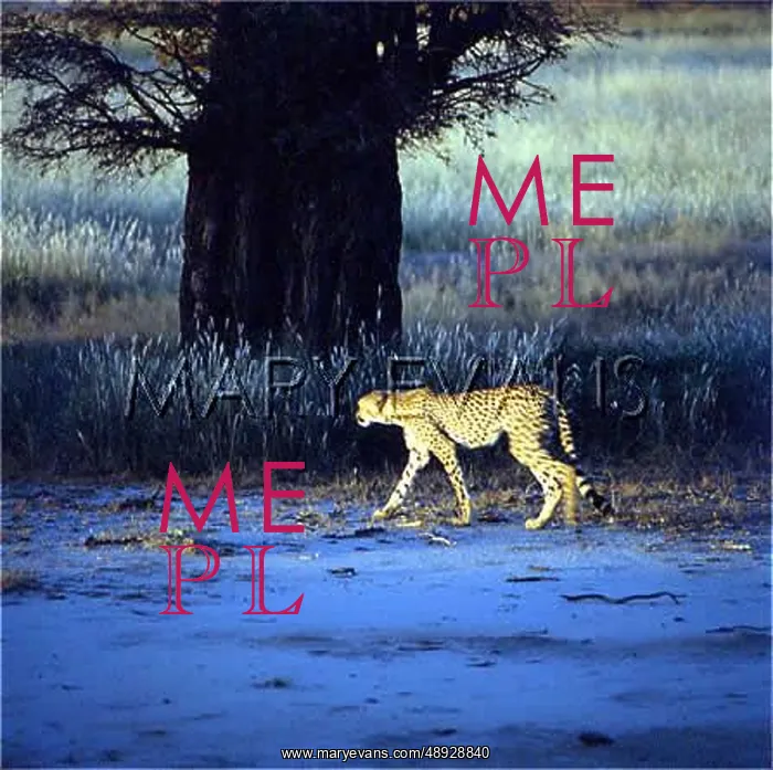 : CHEETAH ON THE PROWL : CHEETAH ON THE PROWL