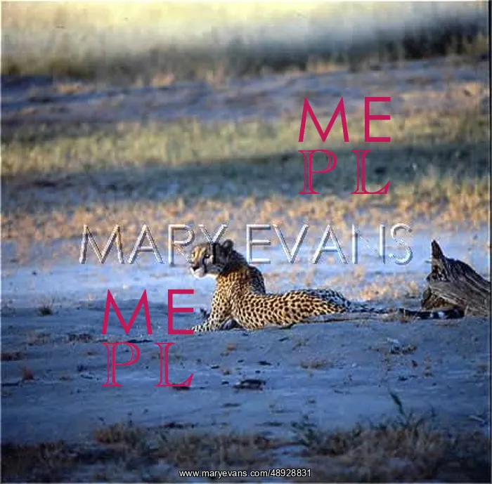 : CHEETAH / SOUTH AFRICA : CHEETAH / SOUTH AFRICA