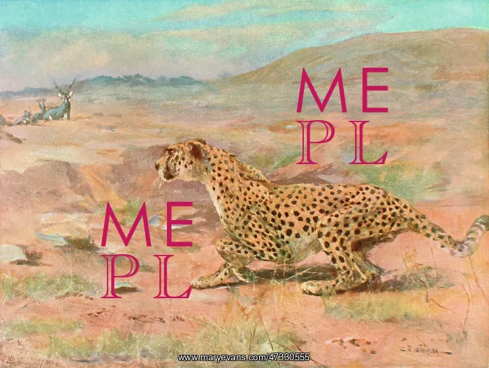  : CHEETAH IN THE WILD