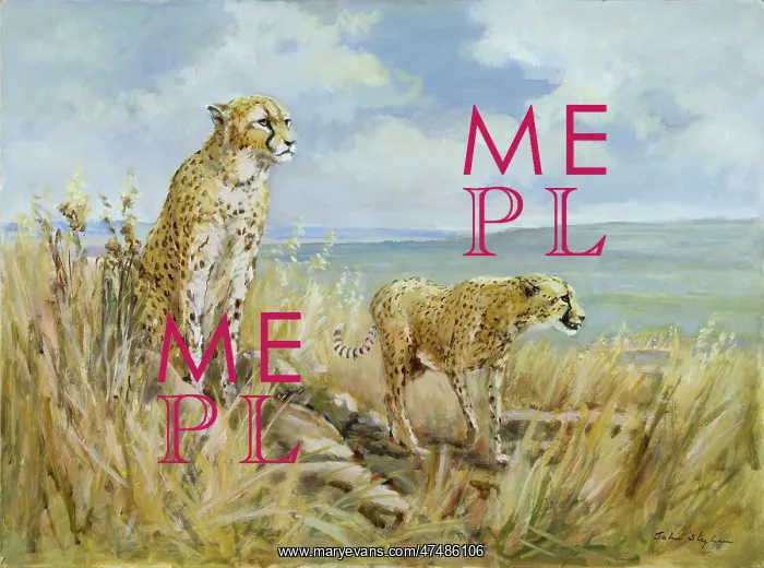  : Cheetahs ' two cheetahs in a landscape