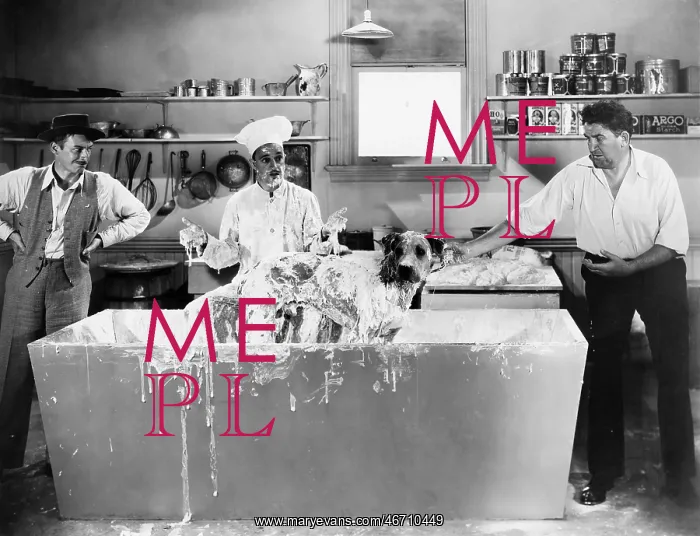 : Chef and men wash a dog in the kitchen