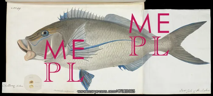 : Cheilodactylus carponemus : Cheilodactylus carponemus