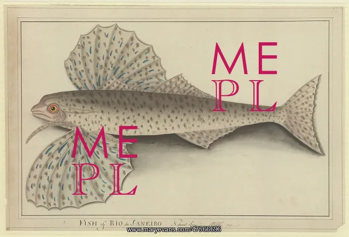 : Cheilopogon sp. flyingfish : Cheilopogon sp. flyingfish