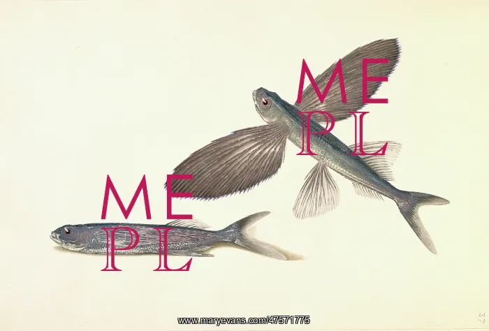 : Cheilopogon sp. flyingfish : Cheilopogon sp. flyingfish