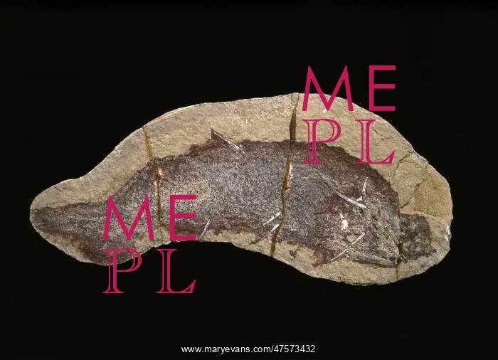 : Cheiracanthus murchisoni, fossil fish : Cheiracanthus murchisoni, fossil fish
