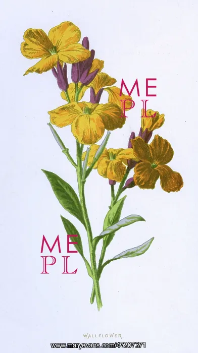  : CHEIRANTHUS CHEIRI