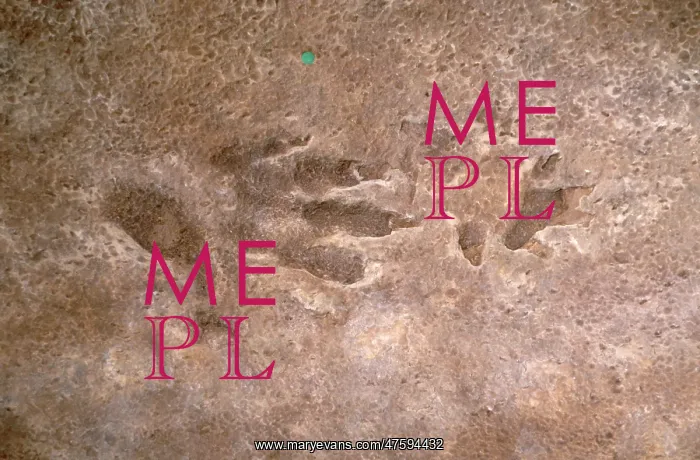 : Cheirotherium footprint : Cheirotherium footprint