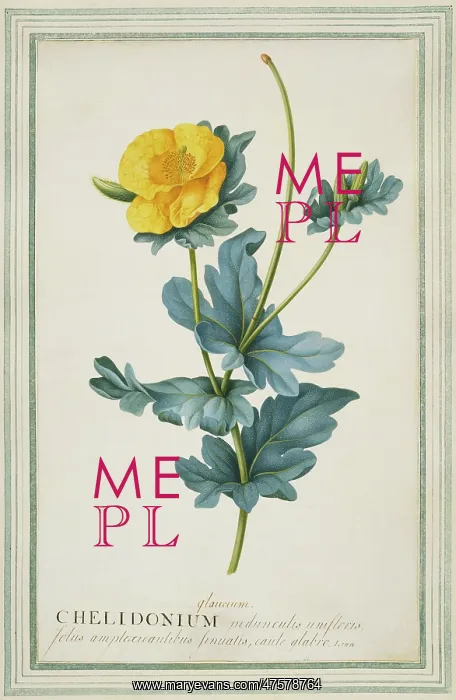 : Chelidonium glaucum, celandine : Chelidonium glaucum, celandine